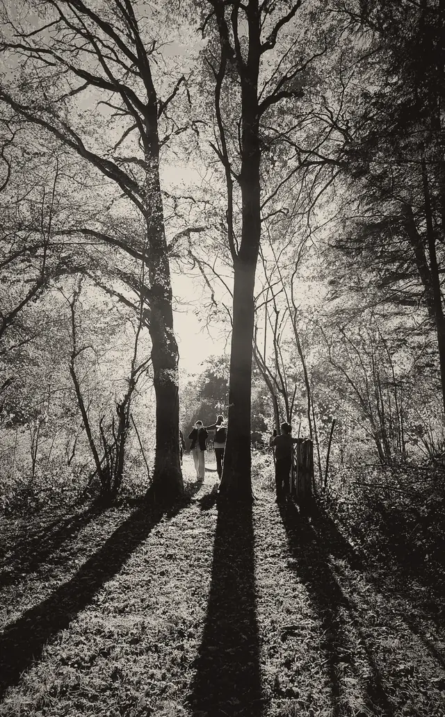 Des participants entre de grands arbres, à contre-jour